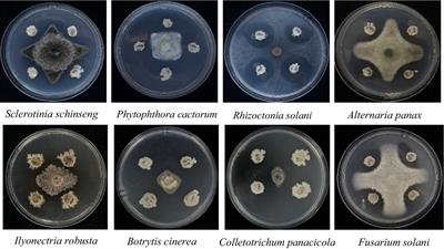 Biocontrol and growth promotion potential of Bacillus velezensis NT35 on Panax ginseng based on the multifunctional effect